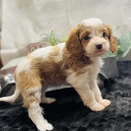 Clancey - Blenheim Cavapoo puppy in Miami, Oklahoma from BriarCreek Mini Aussies & Doodles