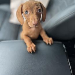 Dachshund Puppies from Golden Creek Farm