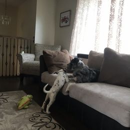 Dalmatian Puppies from Speckled Spots Dalmatians