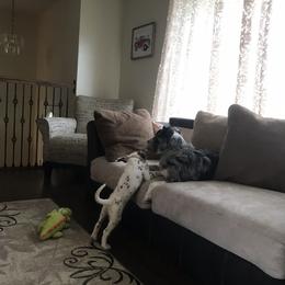 Dalmatian Puppies from Speckled Spots Dalmatians