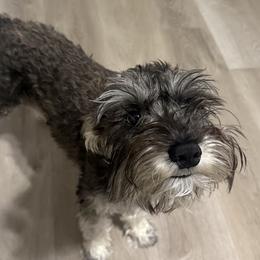 Gorgon - Miniature Schnauzer