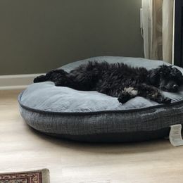 Poodle Puppies from Gemini Poodles