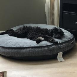 Poodle Puppies from Gemini Poodles
