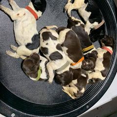 Deutsch-Drahthaar Puppies from vom Steine Fluss Deutsch Drahthaars