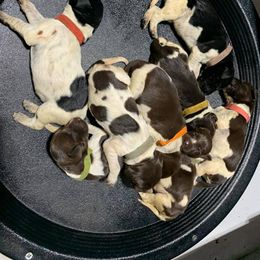 Deutsch-Drahthaar Puppies from vom Steine Fluss Deutsch Drahthaars