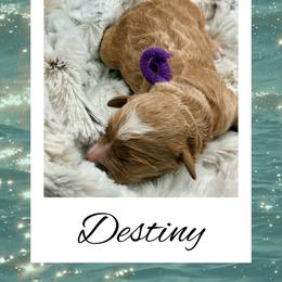 Destiny - Apricot female Goldendoodle puppy in Horner, West Virginia from Deer Creek Goldens of WV