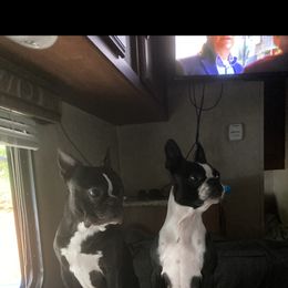 Morty - Boston Terrier