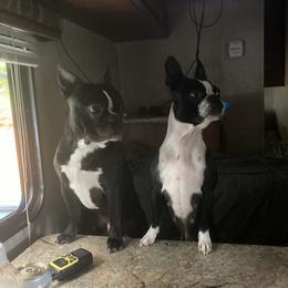 Morty - Boston Terrier