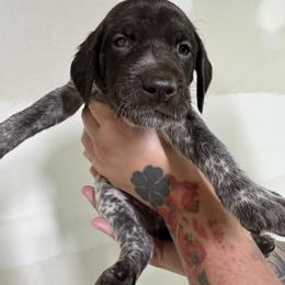 Lavendar - Liver roan female German Shorthaired Pointer puppy in Highland, Illinois from Big Daves Bird Dogs LLC,  BDBD