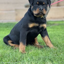 Rottweiler Puppies from Coronado Rottweilers