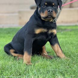 Rottweiler Puppies from Coronado Rottweilers