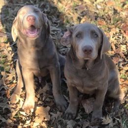Dilute Retriever Puppies from Adger Lake Labradors - Silver & Charcoal