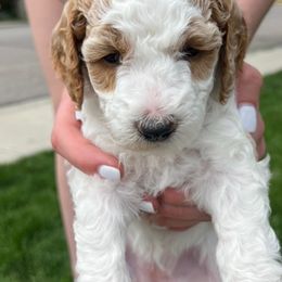 Poodle Puppies from Clegg Poodles