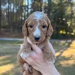 Toboggan - Apricot male Goldendoodle puppy in Kenansville, North Carolina from J+A Family Doodles