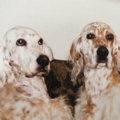English Setters from Cyndi's English Setters