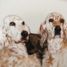 English Setters from Cyndi's English Setters