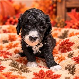 Ashe - Black female Goldendoodle puppy in Pittsburg, Texas from Grace Springs Goldendoodles