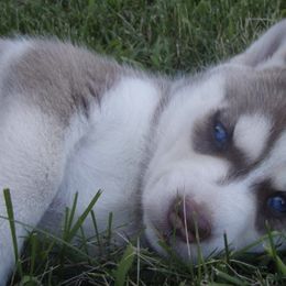 Siberian Huskies from Walker Huskies