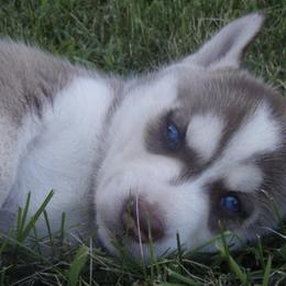 Siberian Huskies from Walker Huskies