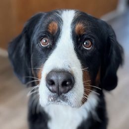 Bernedoodles, Bernese Mountain Dogs, Goldendoodles, and Golden Retrievers from Goldens and Doods of TN