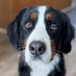 Bernedoodles, Bernese Mountain Dogs, Goldendoodles, and Golden Retrievers from Goldens and Doods of TN