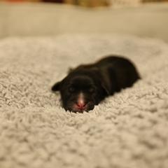 C - Black and white male Mal-Shi puppy in Sacramento, California from FurKids