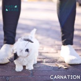 Cavapoo, Cavapoochon, and Companion Cross Puppies from Habibi Bears