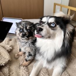 Pomskies from Midwest Pomskys