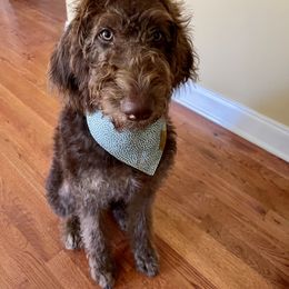 Labradoodle and Poodle Puppies from Dotsie's Doodles