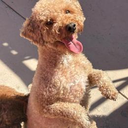 Dior - Red  female Poodle puppy in San Diego, California from Maltipoos SD