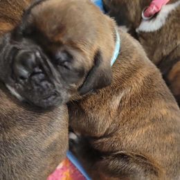Boxers from Seal Boxers