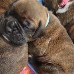 Boxers from Seal Boxers