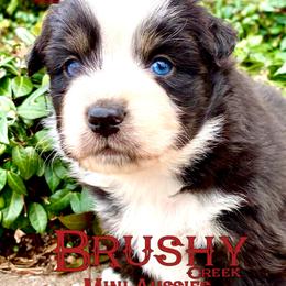 BRUSHY CREEKS FLY (NBT) - Black tri-color male Australian Shepherd puppy in Red Oak, Texas from Brushy Creek Aussies & Mini Aussies