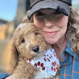 Double Doodle and Goldendoodle Puppies from Red White and Doodle