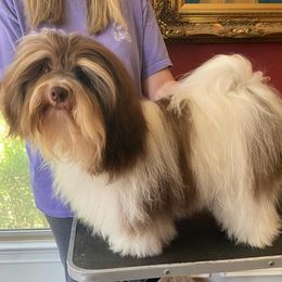 Havanese from Windyhill Havanese