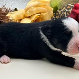 Gamora - Black tri female Toy Australian Shepherd puppy in Blacksburg, South Carolina from Rustic Rose Toy Australian Shepherds