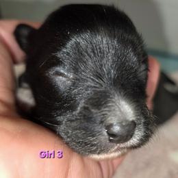 Girl 3 - Black and white female Companion Cross puppy in Davenport, Washington from Lovely Ladies and Little Asses Miniature Equines (L3A Pomeranians & Papillons)