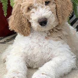 Goldendoodles from Faithfully Yours Doodles