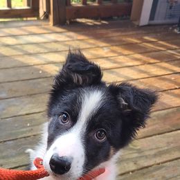 Border Collie, Miniature American Shepherd, and Miniature Australian Shepherd Puppies from Greenbriar Hills