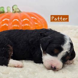 Patter - Tri-color male Bernedoodle puppy in Neillsville, Wisconsin from Granton Creek