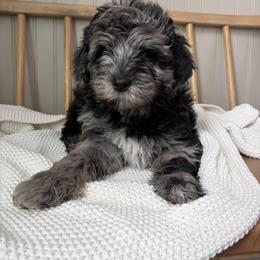 Henry - Merle male Goldendoodle puppy in Zeeland, Michigan from Dandelion Lane Doodles