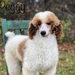 Peggy - Poodle
