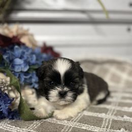 AKC Beau - Red and white male Shih Tzu puppy in Elgin, South Carolina from Silver Bells Paw Prints