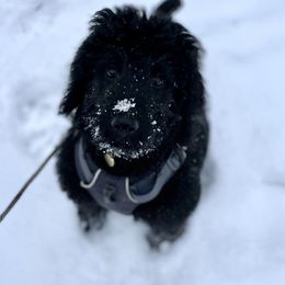 Bernedoodle Puppies from Bern'N Love Doodles