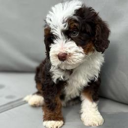Thunder - Tri-color male Bernedoodle puppy in Los Angeles, California from Bernied00dle Love