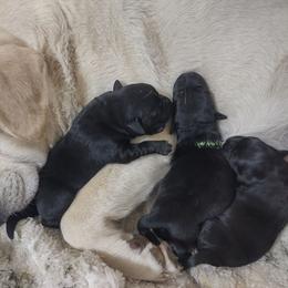 Pink girl - Black female Labrador Retriever puppy in Nacogdoches, Texas from Westlane Dogs