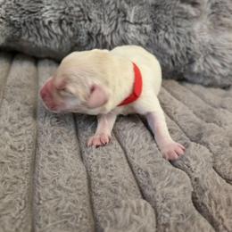 Red - Yellow male Labrador Retriever puppy in Bartlett, Tennessee from Red Hearts Labradors