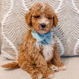Haven - Red  male Goldendoodle puppy in Iola, Texas from Supreme Doodles of Texas