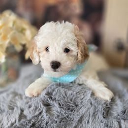 Spike - Black and white male Aussiedoodle puppy in Prescott Valley, Arizona from Ramirez Family Doodles
