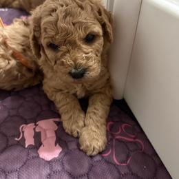 Cockapoo and Goldendoodle Puppies from Cackalacky Companions